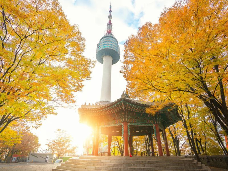 Lối đi bộ rực rỡ sắc vàng ngân hạnh tại công viên Namsan
