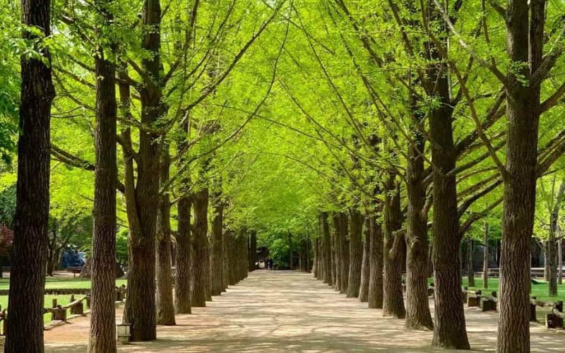 Mùa hè ở Seoul - Thật đáng nhớ