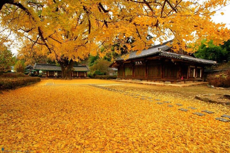 Mùa lá vàng Hàn Quốc