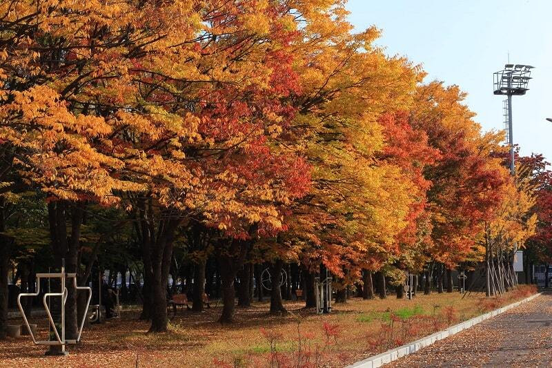 Mùa thu ở daegu 