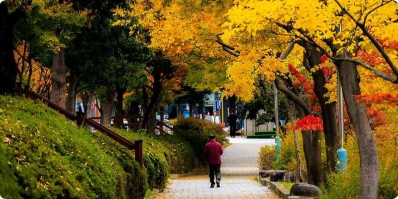 Mùa thu Hàn Quốc được nhiều khách du lịch quan tâm 