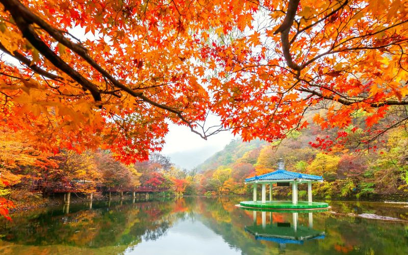 Lá đỏ mùa thu ở Hàn Quốc