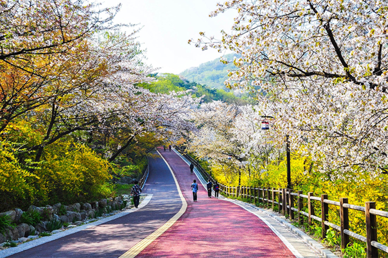 Mùa xuân Namsan