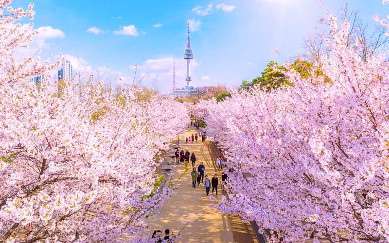 Ngắm hoa anh đào nở rộ toàn thành phố