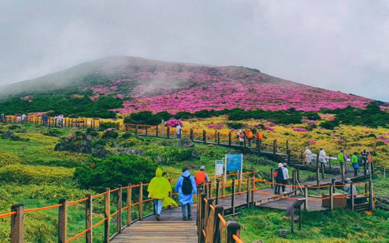 Du lịch Jeju Hàn Quốc