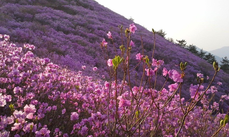 Hoa đỗ quyên tại Suwon 