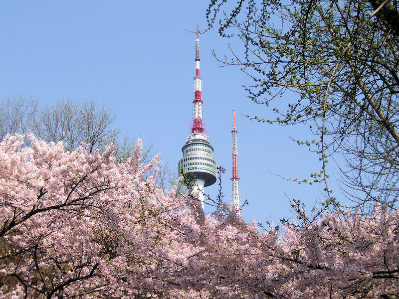 Mùa anh đào nở rộ tại tháp Namsan