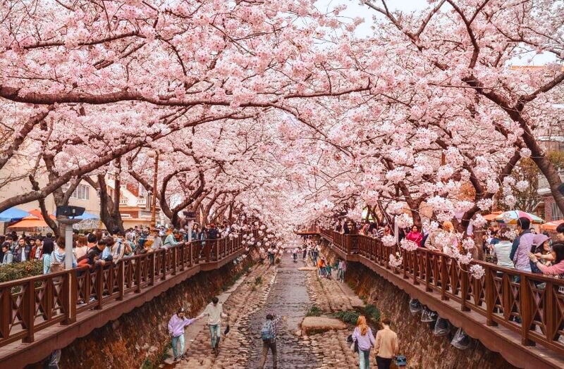 Vườn anh đào Jinhae- lớn nhất Hàn Quốc