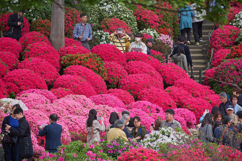 Hoa đỗ quyên tại Cheongju