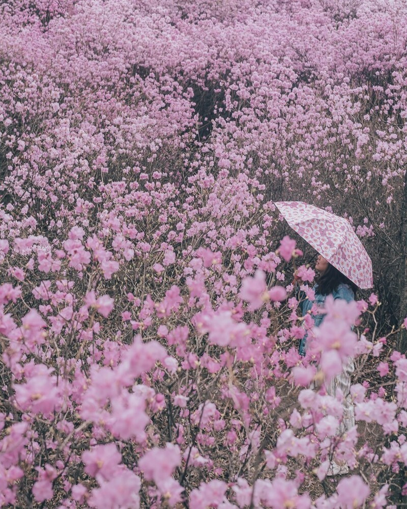 Hoa đỗ quyên tại Chuncheon