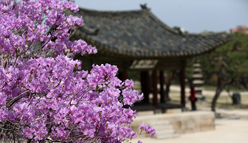 Hoa đỗ quyên tại Gwangju 