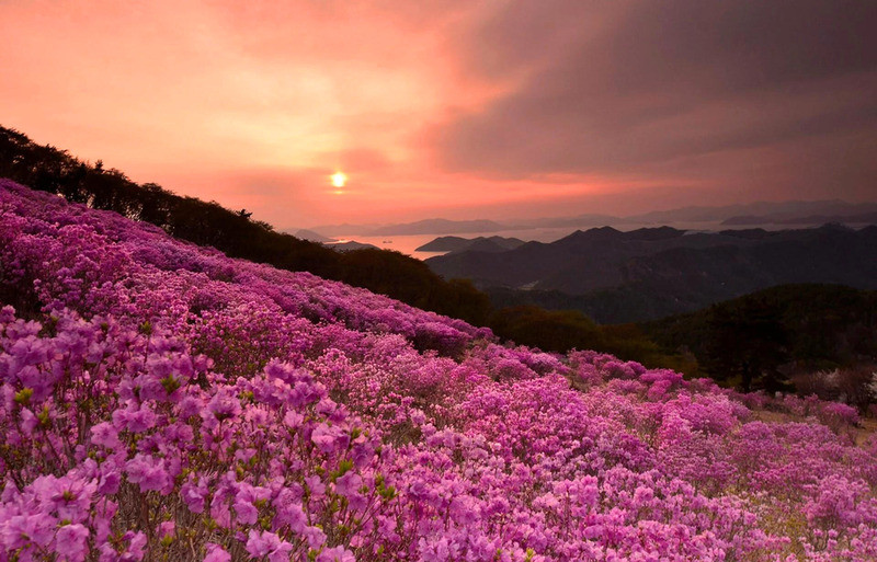 Hoa đỗ quyên tại Busan
