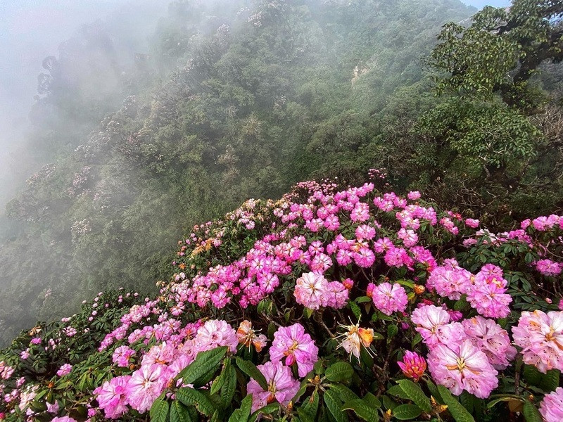 Hoa đỗ quyên tại Gangneung