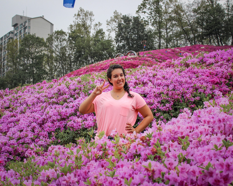 Hoa đỗ quyên tại Seoul