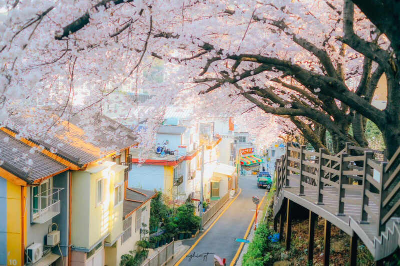 Thành phố Busan vào mùa xuân hoa anh đào nở rộ “cực thơ”