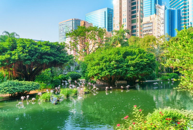 Đàn hồng hạc xinh đẹp tại công viên Cửu Long