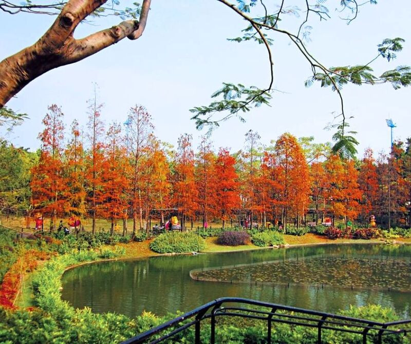 Lá cây ngã màu tạo cảnh đẹp lãng mạn 