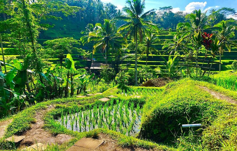 Ruộng bậc thang Tegalalang