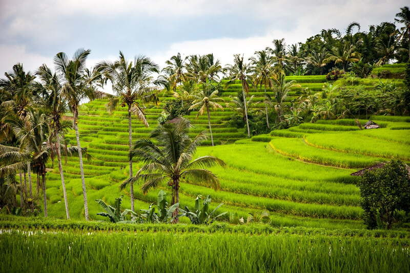 Mùa thu hoạch ở Bedugul