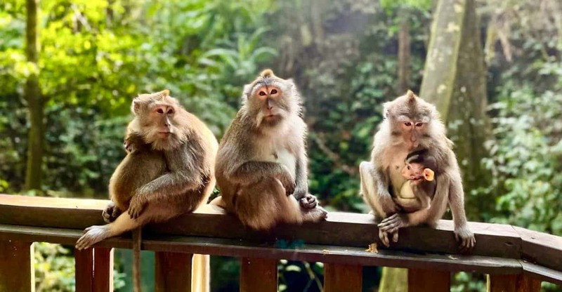 Những chú khỉ đuôi dài Macaca Fascicularis