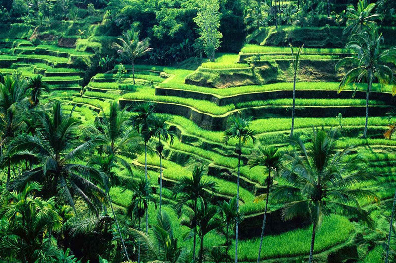 Ruộng bậc thang Bali