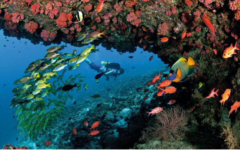 Ari Atoll - Thiên đường cho hội yêu thích lặn biển 