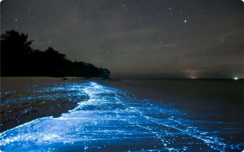 Hiện tượng Biển Sao phát sáng huyền ảo tại Vaadhoo Island