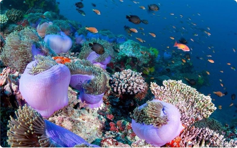 Thế giới san hô và sinh vật biển đa dạng tại Maldives