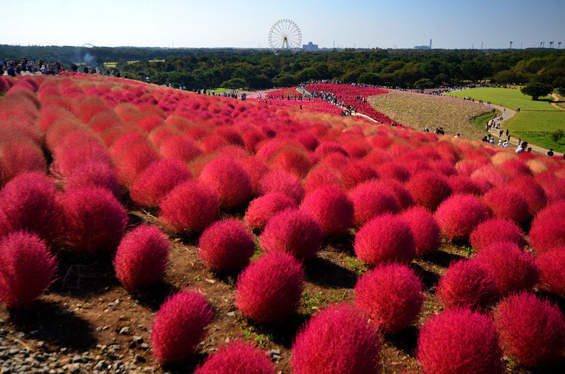 Ngắm cánh đồng hoa kochia tại công viên bờ biển Hitachi