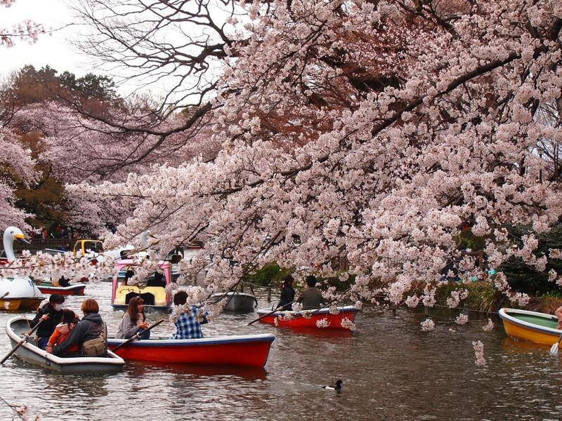 Quang cảnh lãng mạn của công viên Inokashira mùa hoa anh đào