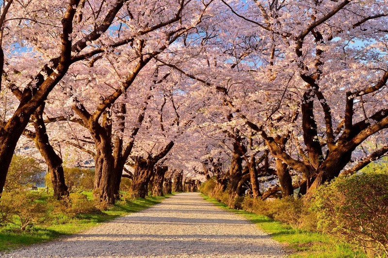 Vẻ đẹp mộng mơ của công viên Kitakami Tenshochi 