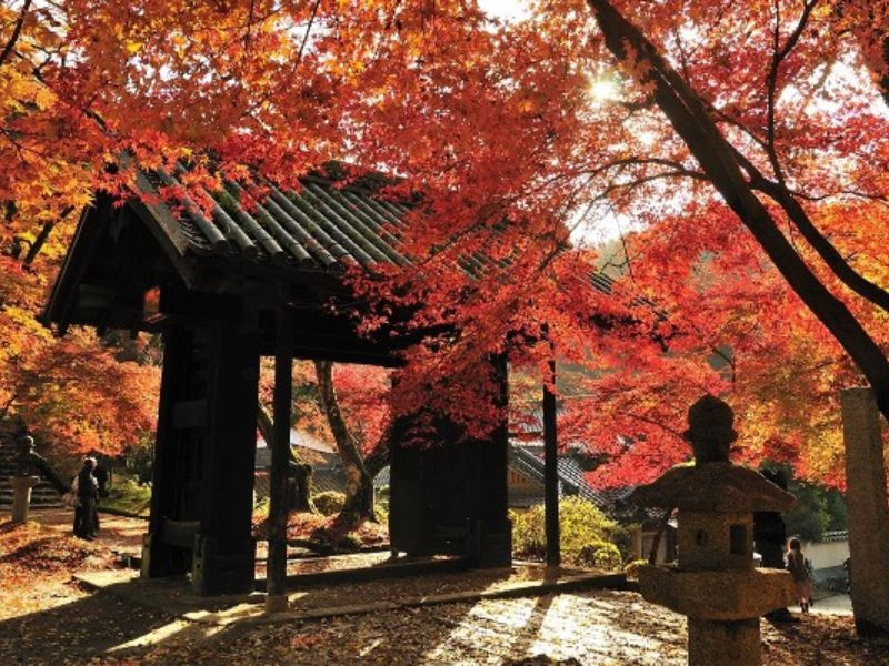 Fukuoka rực rỡ giữa sắc phong