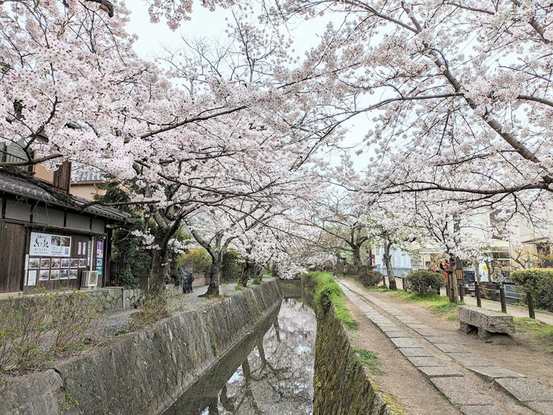 Hoa đào nở rộ trên con đường Triết học tại Kyoto