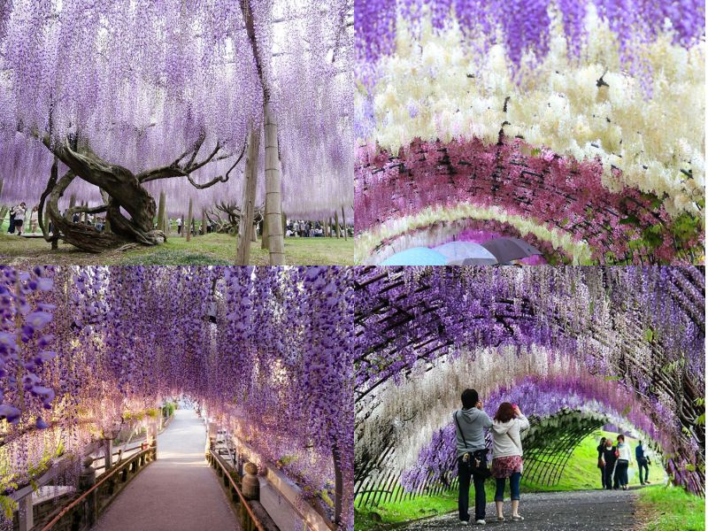 Trải nghiệm Fukuoka khi hoa tử đằng vào mùa đẹp nhất Trải nghiệm Fukuoka khi hoa tử đằng vào mùa đẹp nhất