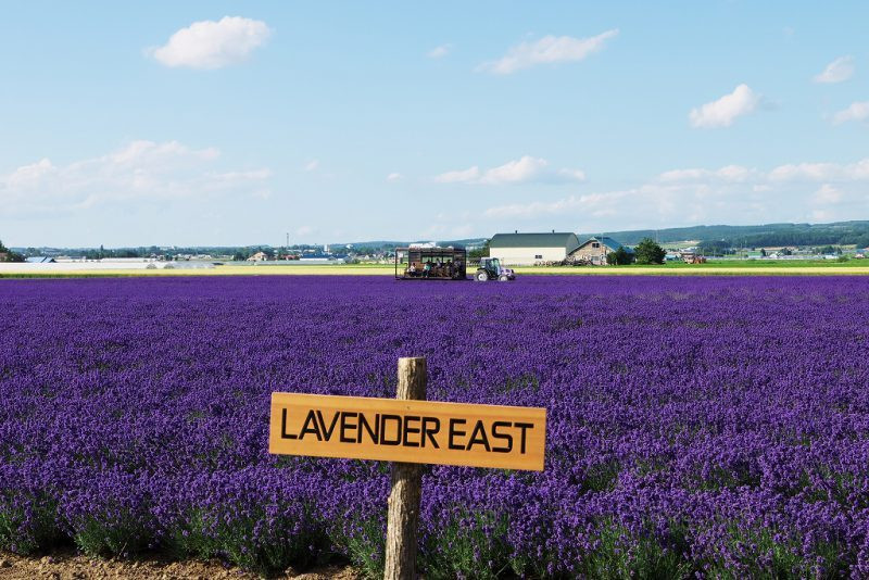 Lavender East 