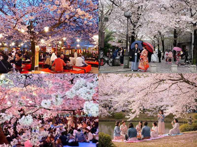 Lễ hội Hanami - nét đẹp truyền thống trong văn hóa ngắm hoa anh đào Nhật Bản