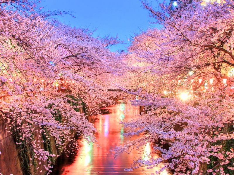 Lễ hội Hanami rực rỡ sắc hồng của hoa anh đào