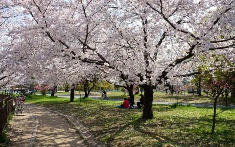 Hoa anh đào lãng mạn tại nơi đây 