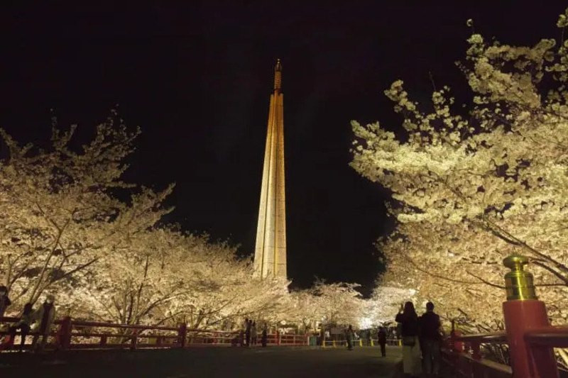 Vẻ đẹp về đêm của hoa anh đào trước tòa tháp cao 73m 