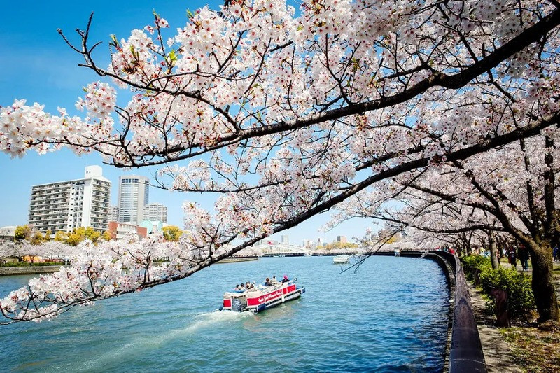 Ngồi thuyền ngắm hoa anh đào 