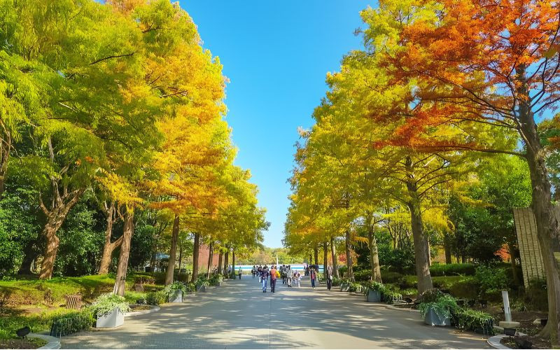 Góc thu dịu dàng giữa lòng Osaka