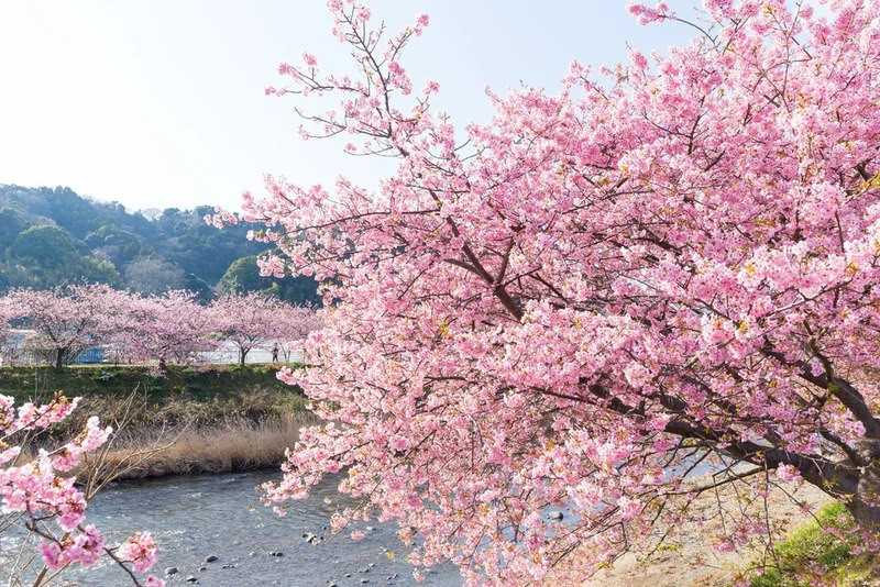 Sắc hồng bồng bềnh tại công viên Satsukiyama