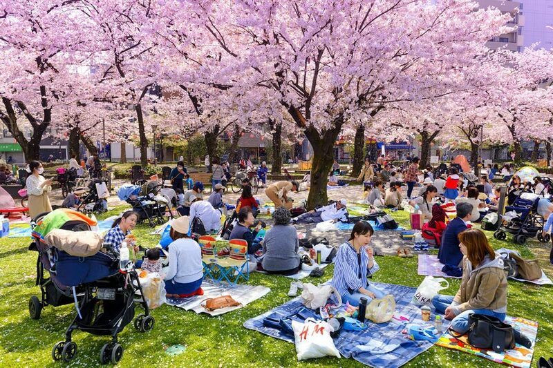 Trải nghiệm văn hóa Hanami tại không gian rộng lớn