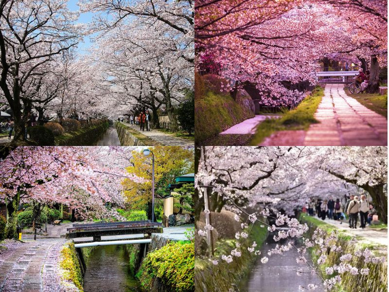 Philosopher’s Path - con đường dạo bộ nổi tiếng ở Kyoto Philosopher’s Path - con đường dạo bộ nổi tiếng ở Kyoto