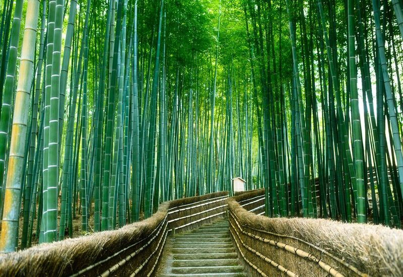 Rừng trúc Arashiyama