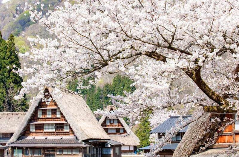 Hoa anh đào Shirakawa-go với vẻ đẹp nhẹ nhàng và trong trẻo