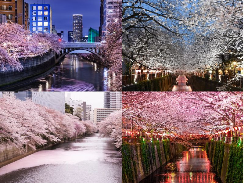 Dòng sông Meguro thơ mộng giữa lòng Tokyo Dòng sông Meguro thơ mộng giữa lòng Tokyo