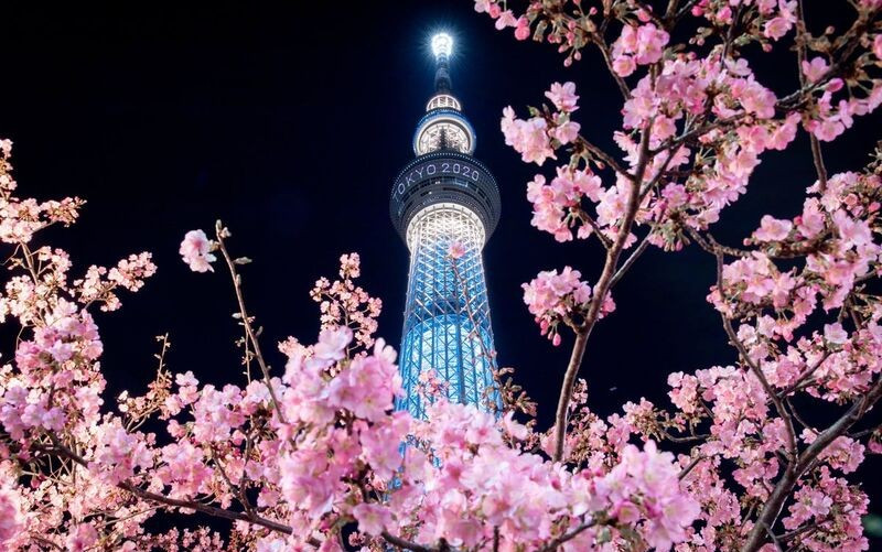 Hoa anh đào bên cạnh Tokyo Skytree rực rỡ về đêm