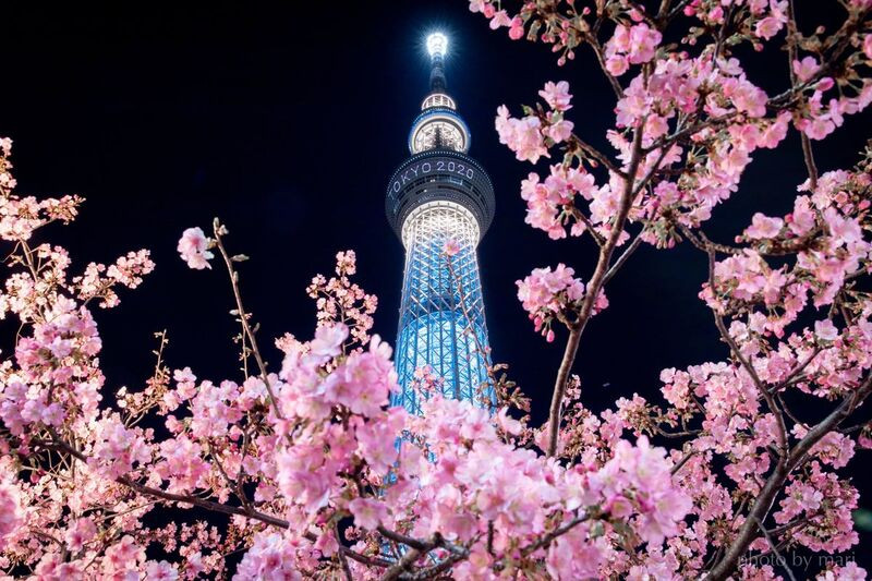 Hoa anh đào bên cạnh Tokyo Skytree rực rỡ về đêm