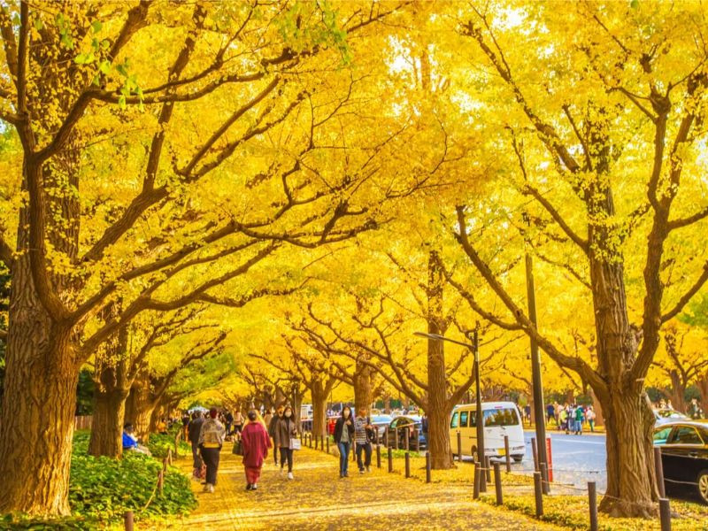 Tokyo - thủ đô hiện đại xen lẫn sắc vàng đỏ